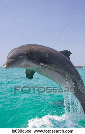 Stock Image - Jumping dolphin.. Fotosearch