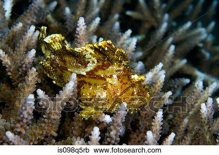 Leaf scorpionfish on coral. View Large Photo Image Stock Image - Leaf scorpionfish on coral.. Fotosearch