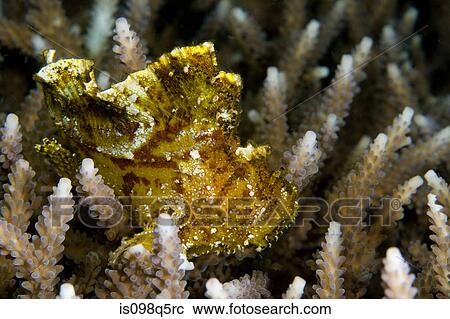 Leaf scorpionfish on coral. View Large Photo Image Stock Image - Leaf scorpionfish on coral.. Fotosearch