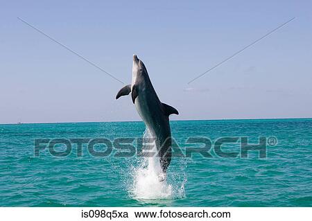 Leaping dolphin. View Large Photo Image Stock Image - Leaping dolphin.. Fotosearch