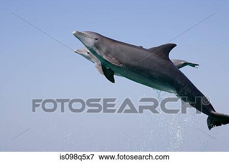 Leaping dolphin. View Large Photo Image Stock Photo - Leaping dolphin.. Fotosearch