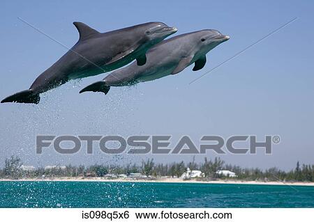 Leaping dolphin. View Large Photo Image Stock Photograph - Leaping dolphin.. Fotosearch