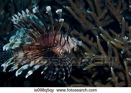 Stock Photo - Lionfish on the reef.. Fotosearch