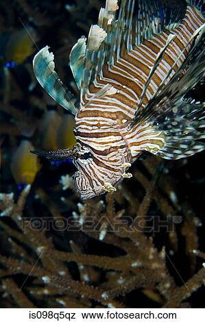 Stock Photo - Lionfish on the reef.. Fotosearch