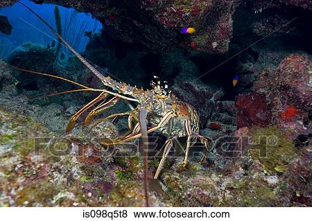 Lobster in defense posture. View Large Photo Image Stock Photo - Lobster in defense posture.. Fotosearch