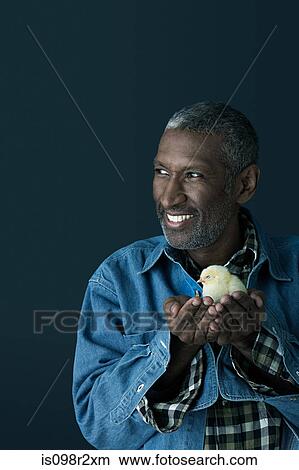 Man holding a chick View Large Photo Image Picture - Man holding a chick. Fotosearch