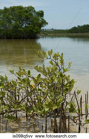 Mangroves and mangrove island. View Large Photo Image Stock Photo - Mangroves and mangrove island.. Fotosearch