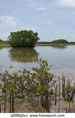 Mangroves and mangrove island. View Large Photo Image Stock Photograph - Mangroves and mangrove island.. Fotosearch