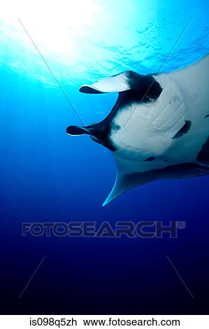 Manta ray. View Large Photo Image Stock Image - Manta ray.. Fotosearch