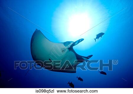 Stock Image - Manta ray.. Fotosearch