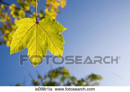Maple leaf View Large Photo Image Stock Photograph - Maple leaf. Fotosearch