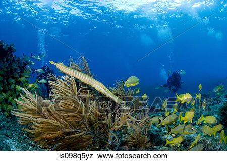 Marine life on coral reef. View Large Photo Image Stock Photo - Marine life on coral reef.. Fotosearch