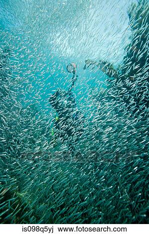 Mass of schooling fish. View Large Photo Image Stock Image - Mass of schooling fish.. Fotosearch