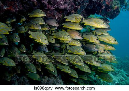 Mass of schooling fish. View Large Photo Image Stock Photo - Mass of schooling fish.. Fotosearch