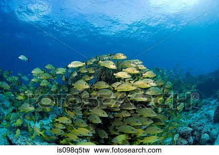 Mass of schooling fish. View Large Photo Image Stock Photo - Mass of schooling fish.. Fotosearch