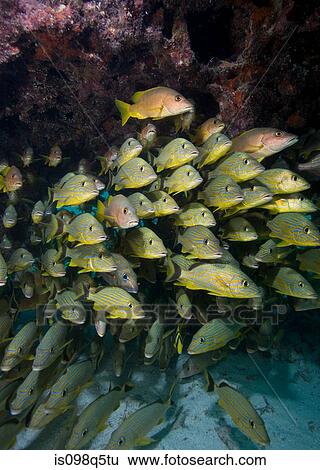 Stock Photograph - Mass of schooling fish.. Fotosearch