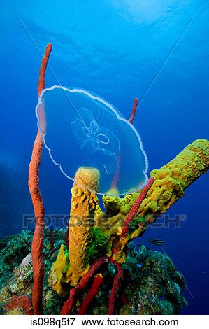 Moon jellyfish near coral reef. View Large Photo Image Stock Photo - Moon jellyfish near coral reef.. Fotosearch
