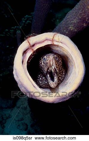 Moray eel in sponge. View Large Photo Image Stock Photography - Moray eel in sponge.. Fotosearch