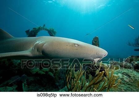 Nurse shark above wreckage. View Large Photo Image Stock Photography - Nurse shark above wreckage.. Fotosearch