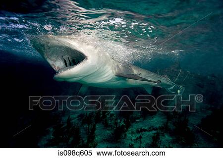 Open jaws of tiger shark. View Large Photo Image Stock Photography - Open jaws of tiger shark.. Fotosearch