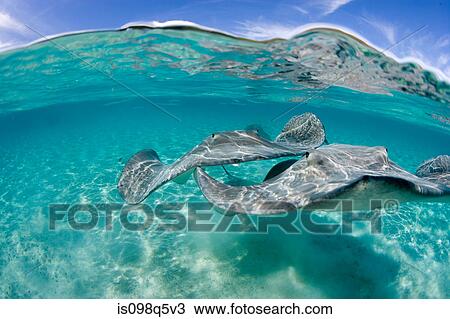 Over/under of stingrays. View Large Photo Image Stock Image - Over/under of stingrays.. Fotosearch
