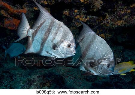 Stock Image - Pair of Atlantic spadefish.. Fotosearch