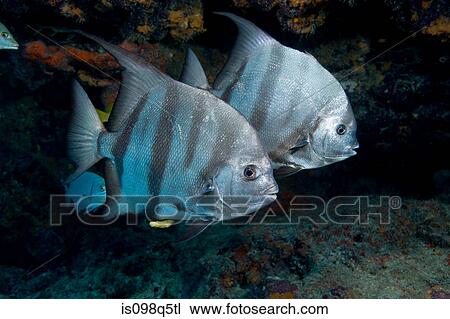 Pair of Atlantic spadefish. View Large Photo Image Stock Image - Pair of Atlantic spadefish.. Fotosearch
