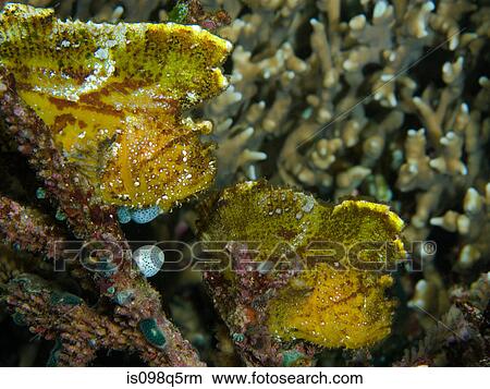 Pair of Leaf scorpionfish. View Large Photo Image Picture - Pair of Leaf scorpionfish.. Fotosearch