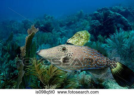Pair of scrawled filefish. View Large Photo Image Stock Image - Pair of scrawled filefish.. Fotosearch