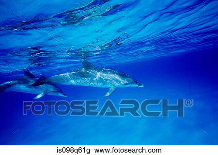 Pair of Spotted dolphin. View Large Photo Image Stock Image - Pair of Spotted dolphin.. Fotosearch