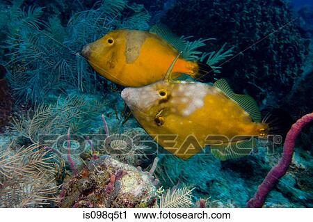 Pair of whitespotted filefish. View Large Photo Image Stock Image - Pair of whitespotted filefish.. Fotosearch
