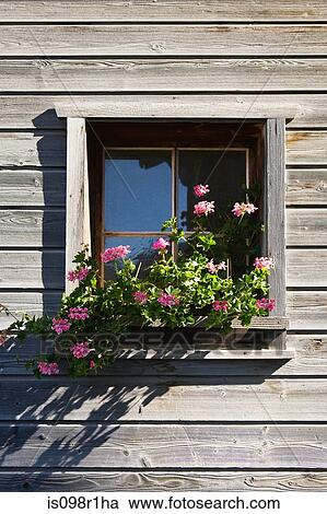 Pink geraniums in a window box of a wooden house in vals View Large Photo Image Stock Image - Pink geraniums in a window box of a wooden house in vals. Fotosearch