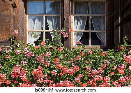 Pink geraniums in a window box of a wooden house in vals View Large Photo Image Stock Image - Pink geraniums in a window box of a wooden house in vals. Fotosearch