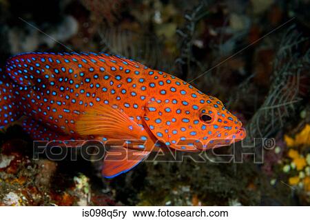 Profile of coral grouper. View Large Photo Image Stock Photo - Profile of coral grouper.. Fotosearch