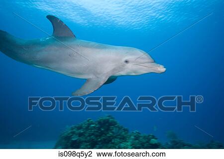 Profile of dolphin underwater. View Large Photo Image Stock Image - Profile of dolphin underwater.. Fotosearch