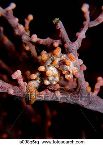 Pygmy seahorse on gorgonian. View Large Photo Image Stock Photography - Pygmy seahorse on gorgonian.. Fotosearch