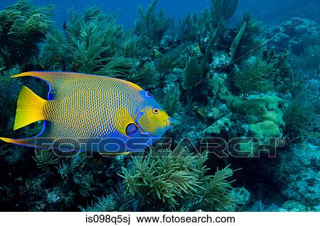 Stock Image - Queen angelfish on coral reef.. Fotosearch
