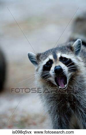 Raccoon behavior. View Large Photo Image Stock Photo - Raccoon behavior.. Fotosearch