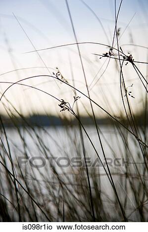 Reeds and a pond in richmond park View Large Photo Image Picture - Reeds and a pond in richmond park. Fotosearch