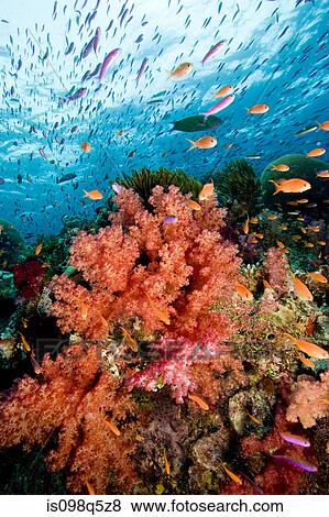 Reef scene. View Large Photo Image Stock Photo - Reef scene.. Fotosearch