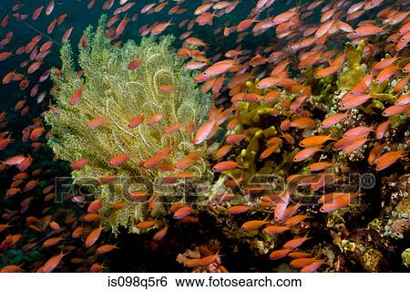 Reef scene with schooling fish. View Large Photo Image Stock Photograph - Reef scene with schooling fish.. Fotosearch