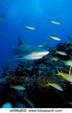 Reef shark. View Large Photo Image Stock Image - Reef shark.. Fotosearch