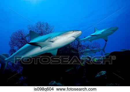 Reef sharks. View Large Photo Image Picture - Reef sharks.. Fotosearch