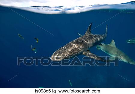 Reef sharks. View Large Photo Image Stock Photography - Reef sharks.. Fotosearch