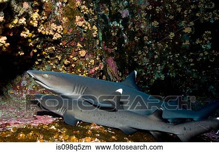 Resting sharks. View Large Photo Image Picture - Resting sharks.. Fotosearch