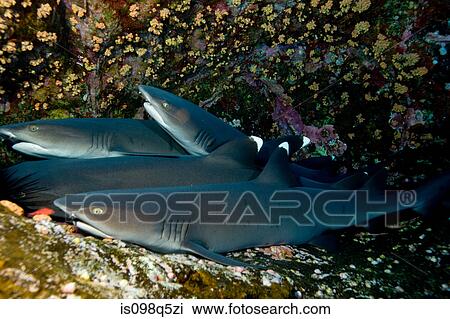 Resting sharks. View Large Photo Image Stock Image - Resting sharks.. Fotosearch