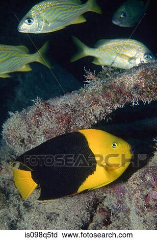 Stock Image - Rock beauty on shipwreck.. Fotosearch