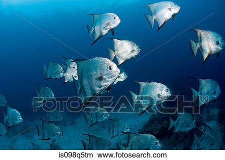 School of Atlantic spadefish. View Large Photo Image Picture - School of Atlantic spadefish.. Fotosearch