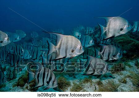 School of Atlantic spadefish. View Large Photo Image Stock Image - School of Atlantic spadefish.. Fotosearch