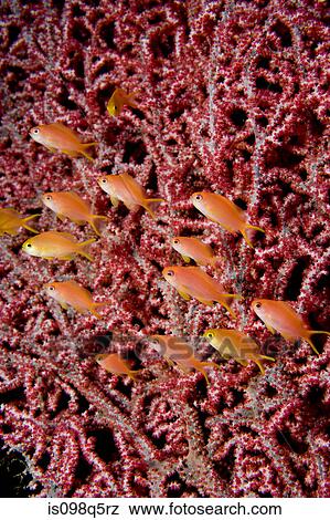 Schooling anthias in soft coral. View Large Photo Image Stock Photo - Schooling anthias in soft coral.. Fotosearch